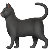 Chat noir
