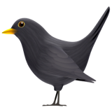 Oiseau noir