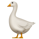 Oie