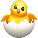 Poussin qui éclôt