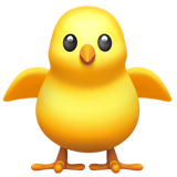 Poussin de face