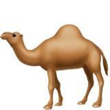 Dromadaire