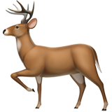 Cerf